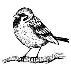 Sparrow bird engraving PNG illustration