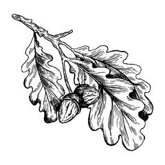 Oak branch with acorns engraving PNG © Oleksandr Pokusai