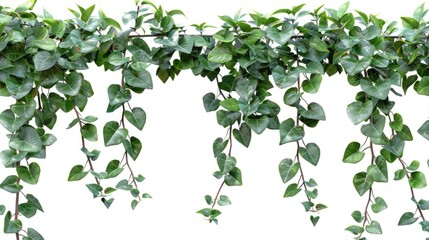 A cluster of vibrant green leaves hanging from a tree branch. Perfect for nature and botanical themes