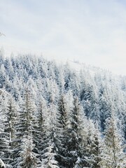 Snow covered trees in the mountains