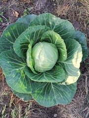 Fototapeta premium cabbage on the ground photo