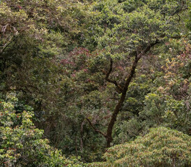 Background of trees and foliage in the cloudforest in Costa Rican mountains near Copey de Sota
