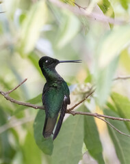 Closeup of male Talamanca Hummingbird in soft green foliage in Costa Rica