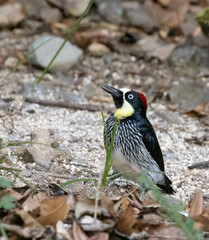 Acorn Woodpecker on the ground in Costa Rica