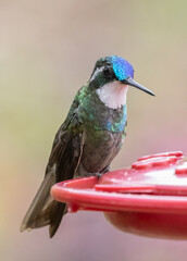 White-throated mountain Gem Hummingbird closeup on a red feeder in Costa Rica