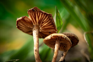 mushrooms in the forest