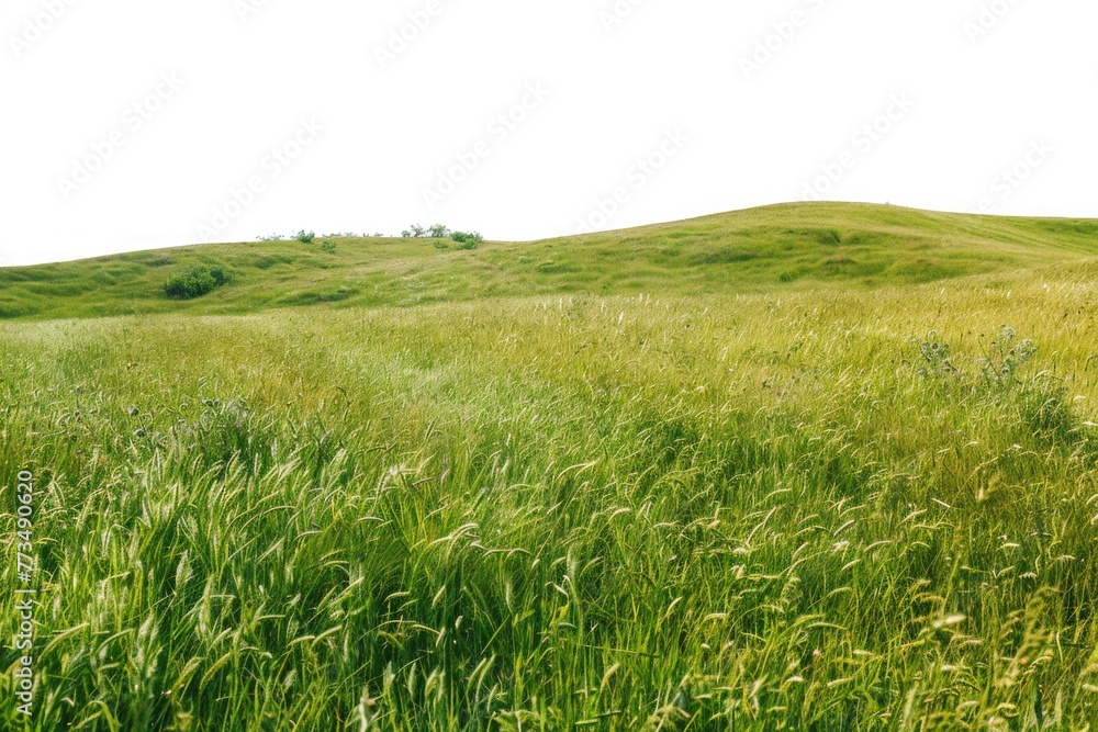 Poster a field of tall grass with a hill in the background. suitable for nature and landscape themes