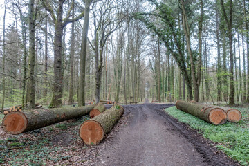 Frisch gefällte Bäume im Mischwald