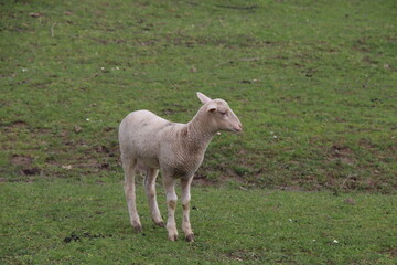 young goat on a meadow