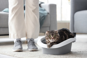 Cute cat with litter box and owner at home
