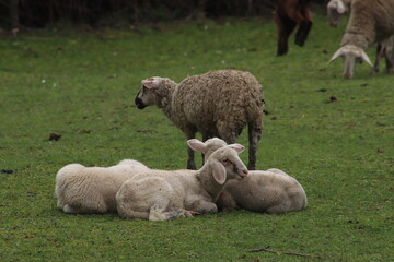 Sheeps in green fields