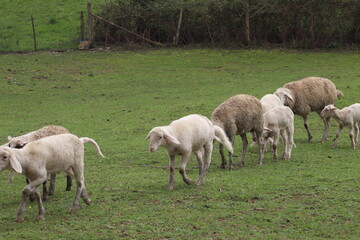 Naklejka na ściany i meble herd of sheep