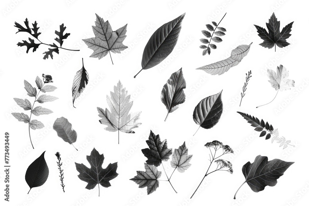 Poster a variety of different types of leaves. great for nature concepts