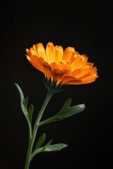 A single orange flower on a stem against a black background. Perfect for floral designs