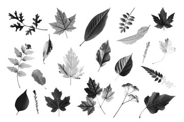 A variety of different types of leaves. Great for nature concepts - Powered by Adobe