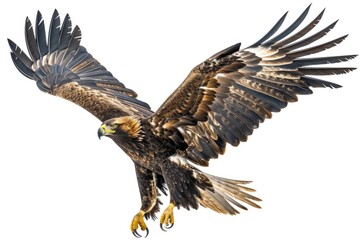 A majestic bird of prey soaring through the sky. Perfect for nature and wildlife themes - obrazy, fototapety, plakaty