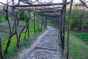 Wooden pergola for the vines