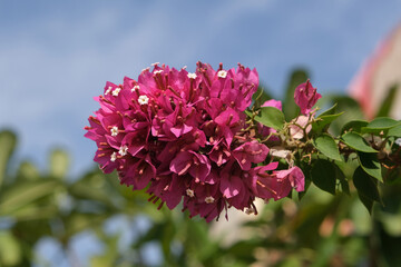 Close up of pink flowers of Bougainvillea glabra, (lesser bougainvillea, paperflower) on tree, met...