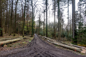 Frisch gefällte Bäume im Mischwald