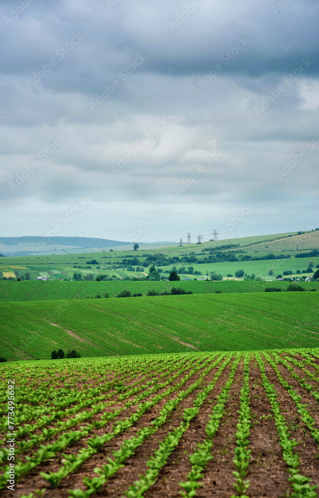 Wall mural rows of sugar beets in a field on a hill landscape with a cloudy sky