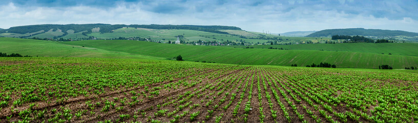 Fototapeta na wymiar view of hills landscape perspective with rows in sugar beet field