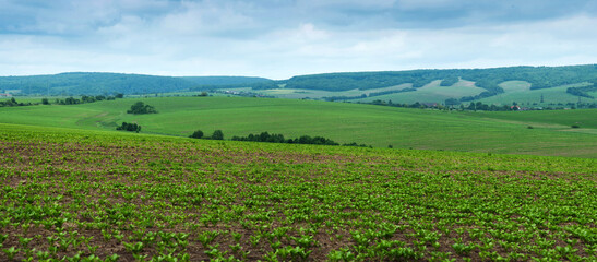panoramic view of sugar beet field and hills landscape with cloudy sky.