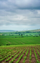 rows of sugar beets in a field on a hill landscape with a cloudy sky