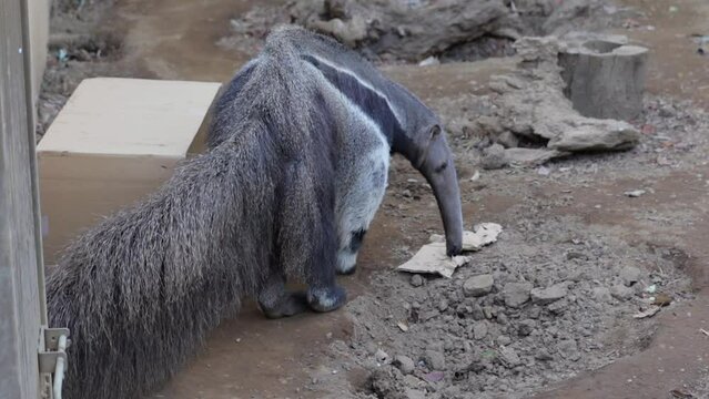 Anteater in the zoo