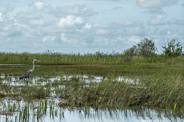 Everglades, Florida, USA - July 29, 2023: Greenish gray, white anhinga bird walking in the swamp surrounded by green reeds under gray-blue cloudscape