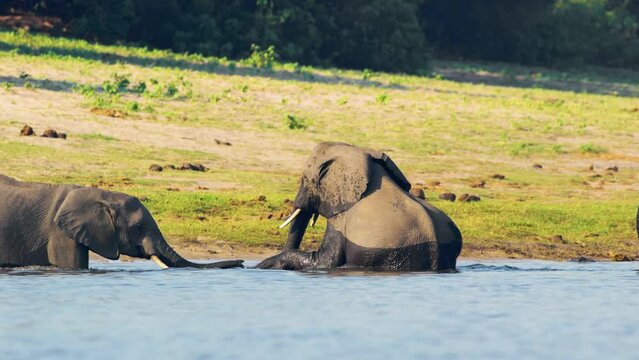 Wild African Elephants mating while bathing in Riverbank at Chobe National Park, Botswana, South Africa 