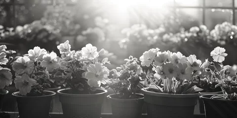 Poster Black and white photo of flowers in pots, suitable for various design projects © Fotograf
