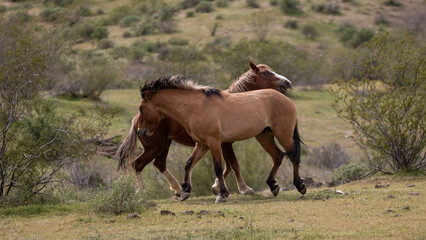 Fierce wild horse stallions fighting in the springtime desert in the Salt River wild horse management area near Mesa Arizona United States