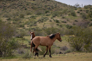 Wild horse stallions kicking while fighting in the springtime desert in the Salt River wild horse management area near Mesa Arizona United States