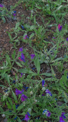 Vibrant Springtime Blooms in Nature