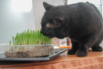 Purr-fect Treat: Black Cat Sampling Catnip Delights