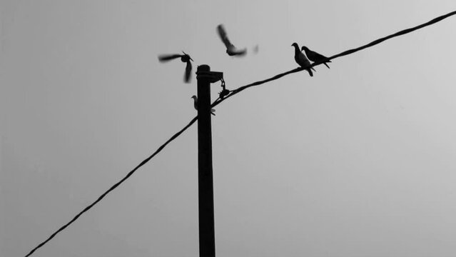 Birds on electric wires taking flight, monochrome images.