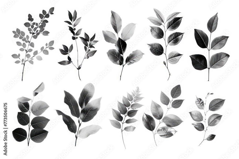 Poster Different types of leaves on a plain white backdrop, suitable for various design projects