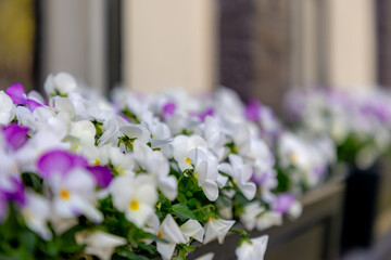 Selective focus of flowers Viola tricolor blooming in the garden, Multi color flower with white,...