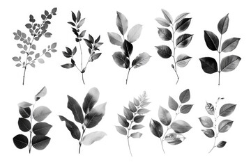 Different types of leaves on a plain white backdrop, suitable for various design projects - obrazy, fototapety, plakaty