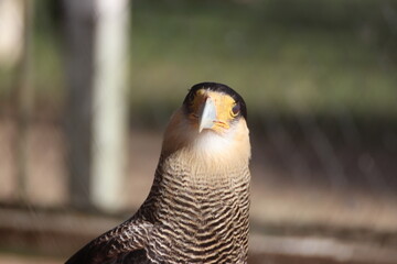 Caracara plancus