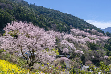 ひょうたん桜公園の眺め © 安ちゃん