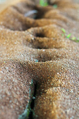 Hole in the ground ant house