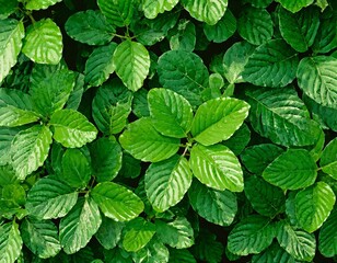 Fototapeta na wymiar green bush leaf background with light and shade pattern