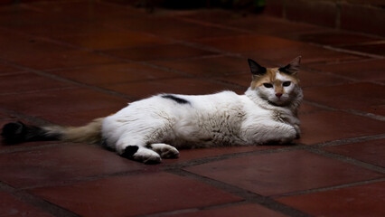 Fototapeta na wymiar Tricolor cat lying on the floor in the garden, 