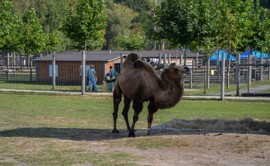 Brown two humped camel standing confidently in an enclosure on the grass and dirt ground, its head turned slightly to the side, as if observing its surroundings