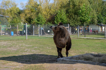 Brown two humped camel standing confidently in an enclosure on the grass and dirt ground, its head turned slightly to the side, as if observing its surroundings