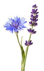 Lavender and  cornflower - 773514009