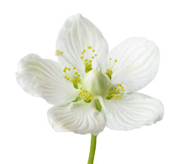 Parnassia palustris flower