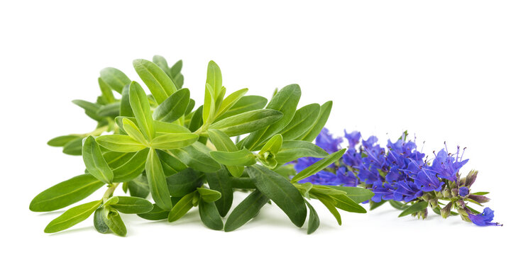 Fresh hyssop with  flower