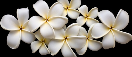 White flowers in a close-up view are nicely arranged on a black surface creating a striking contrast